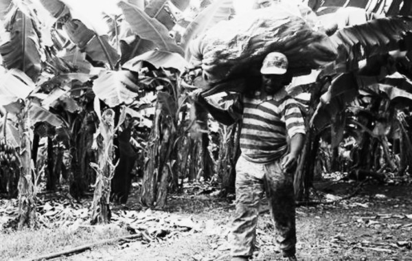Du 23 novembre au 12 janvier 1999 grande grève des ouvriers de la banane